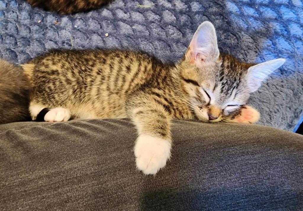 Enlarge Stanza, a Adoptable mixed breed in Hoover , AL image 6/6