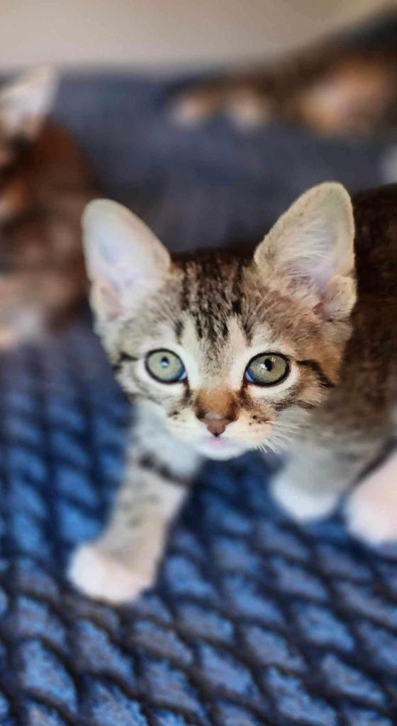 Enlarge Stanza, a Adoptable mixed breed in Hoover , AL image 6/6