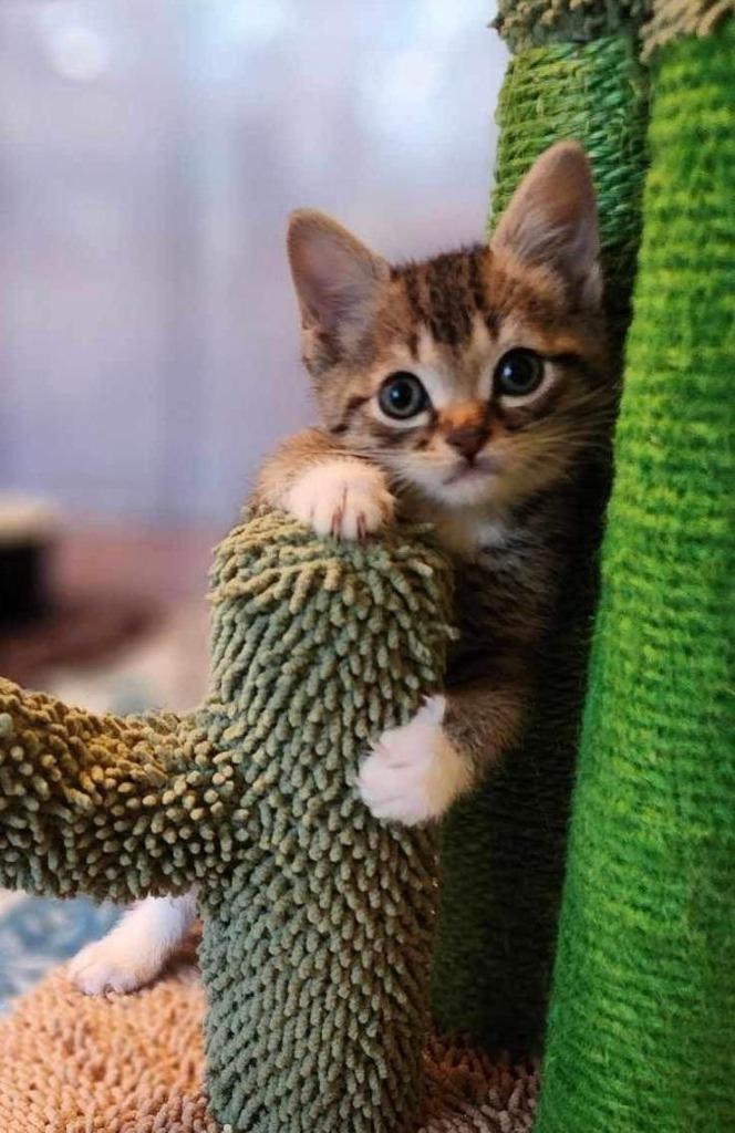 Enlarge Stanza, a Adoptable mixed breed in Hoover , AL image 5/6