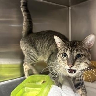Bucky, ADOPTABLE, Adult Male Domestic Short Hair.