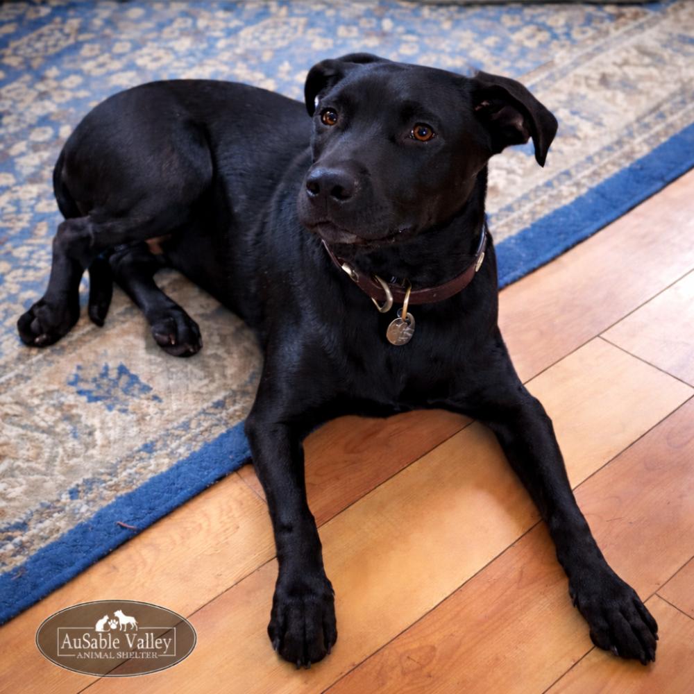 Enlarge Jeff Hardy, a ADOPTABLE mixed breed in Grayling, MI image 1/6