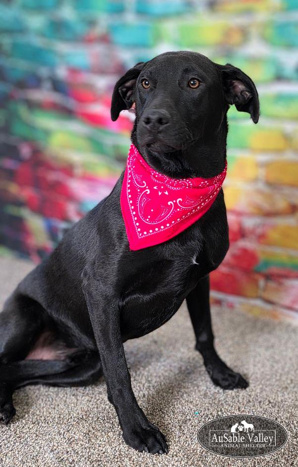 Enlarge Jeff Hardy, a ADOPTABLE mixed breed in Grayling, MI image 6/6