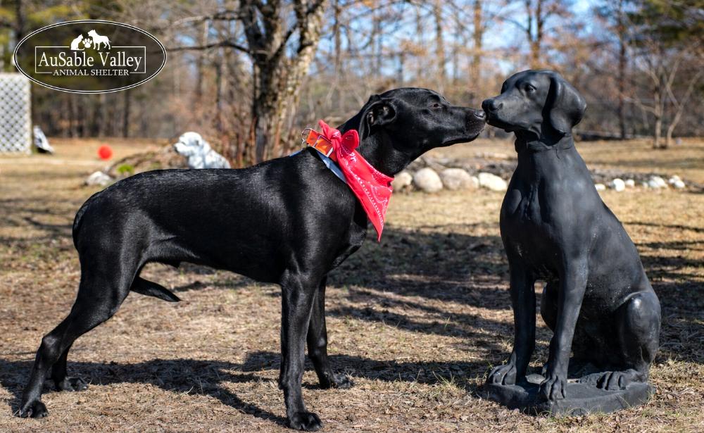 Enlarge Jeff Hardy, a ADOPTABLE mixed breed in Grayling, MI image 4/6