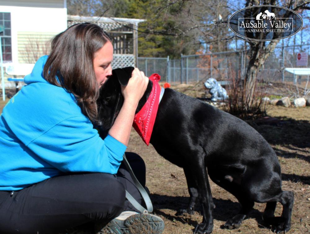 Enlarge Jeff Hardy, a ADOPTABLE mixed breed in Grayling, MI image 5/6