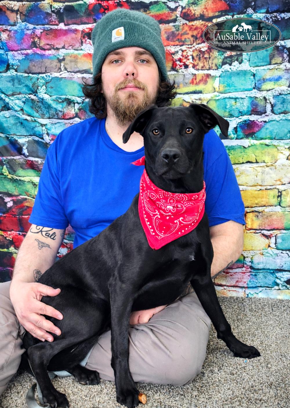 Enlarge Jeff Hardy, a ADOPTABLE mixed breed in Grayling, MI image 2/6