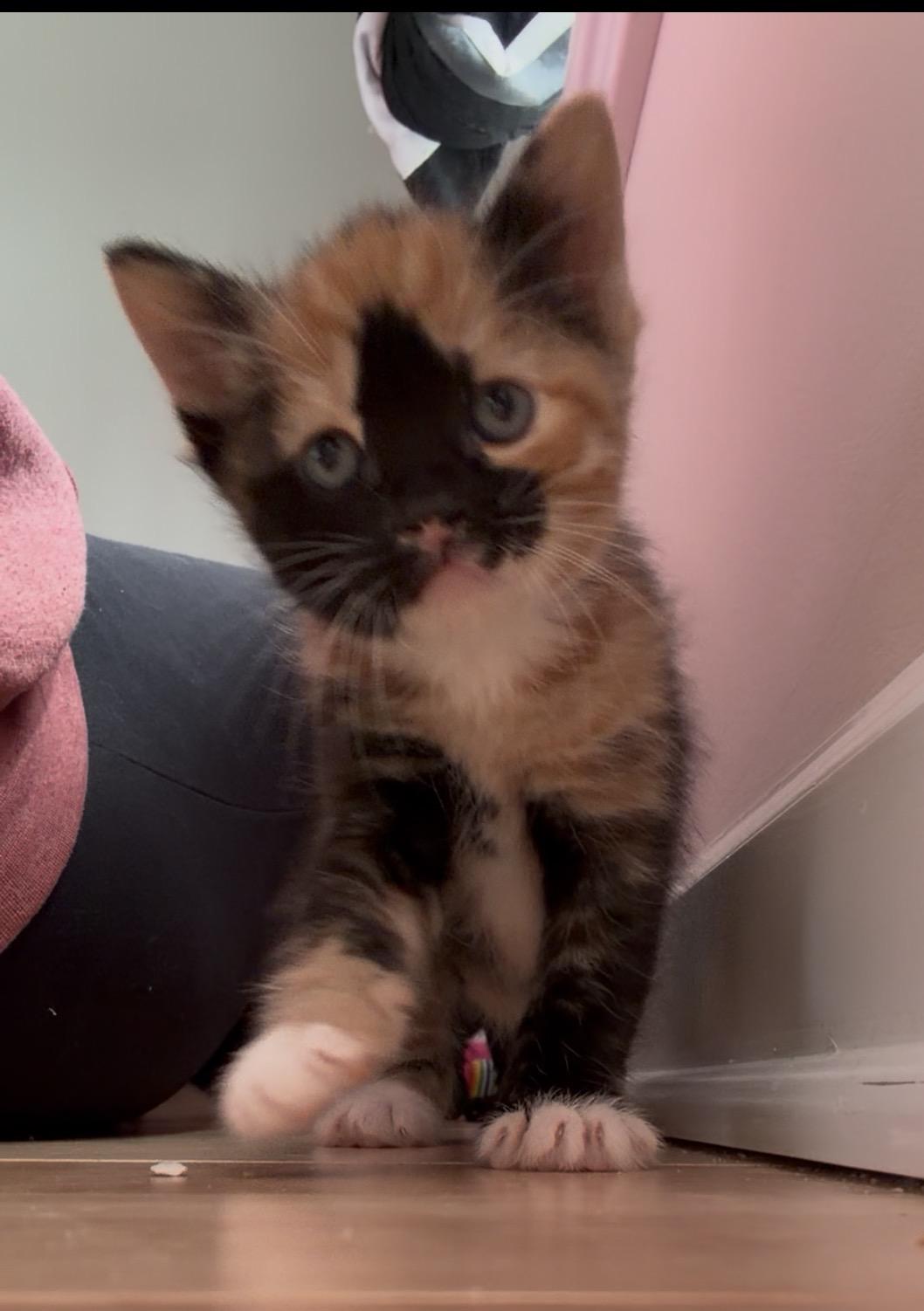 Belladonna, an adopted Domestic Medium Hair in Albany, NY image 2/4