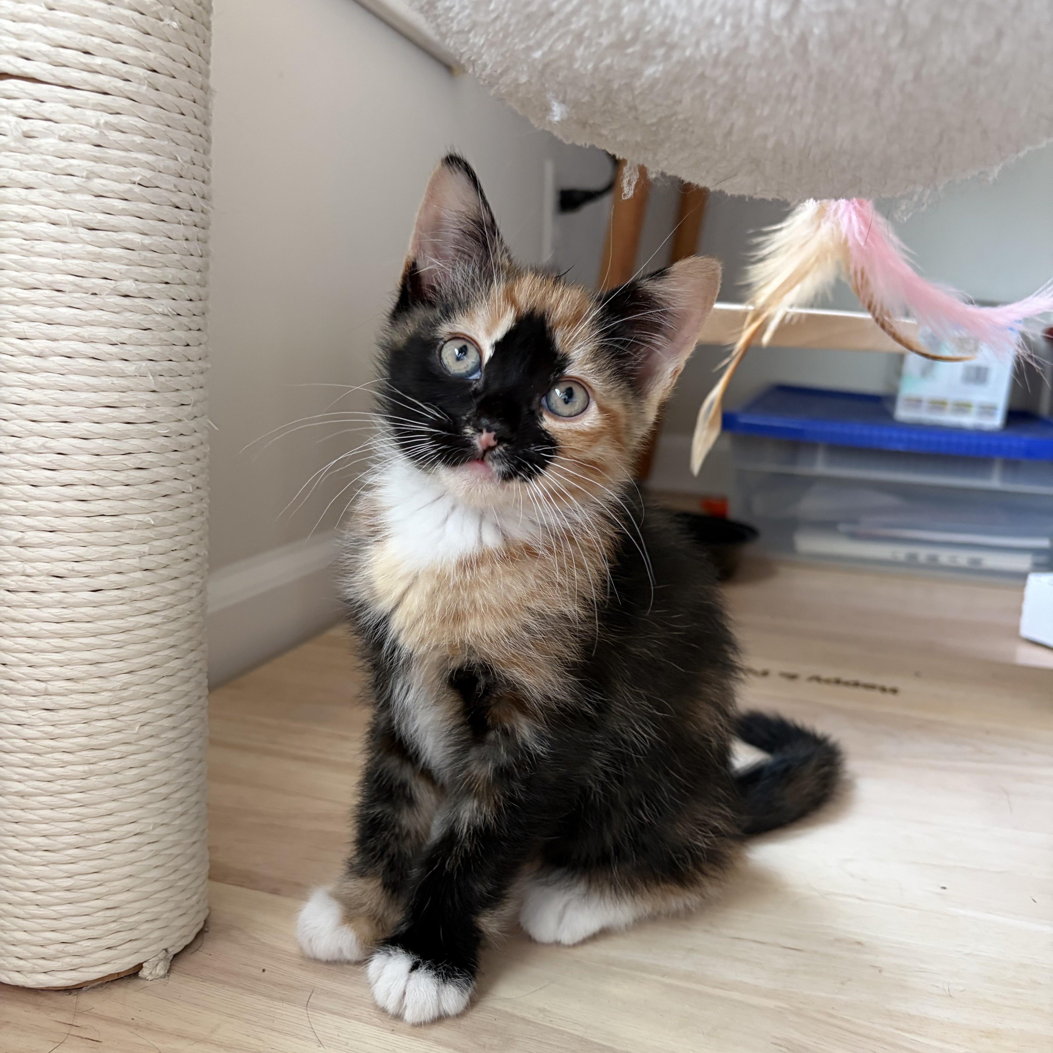 Belladonna, an adopted Domestic Medium Hair in Albany, NY image 1/4