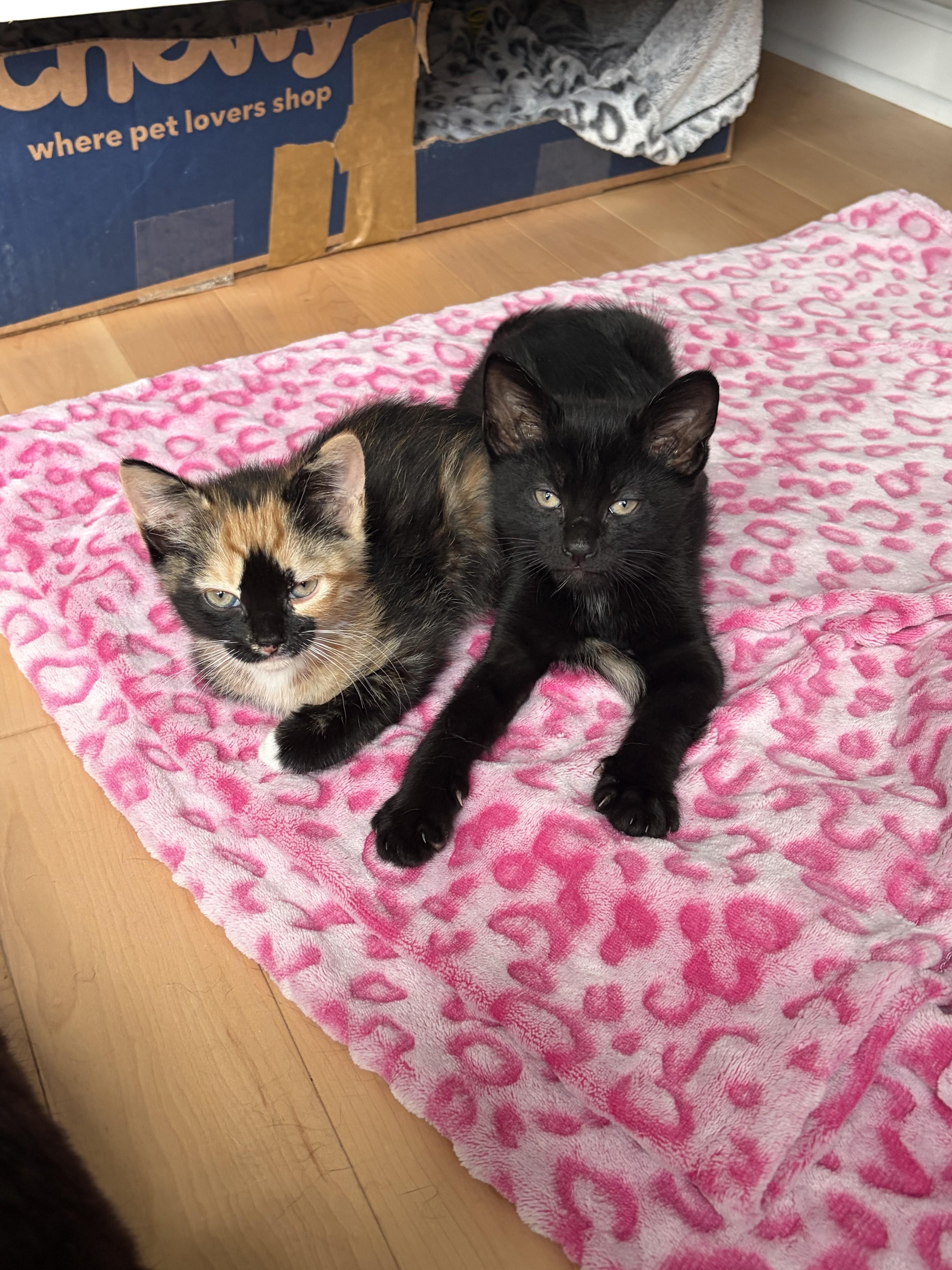 Belladonna, an adopted Domestic Medium Hair in Albany, NY image 3/4
