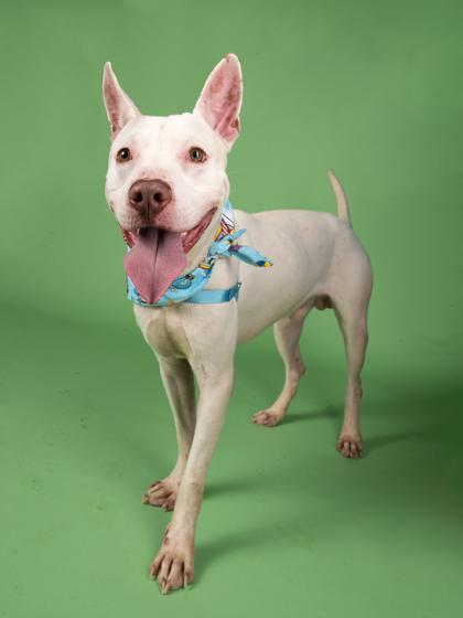 Cloudy (in foster) — thumbnail 2