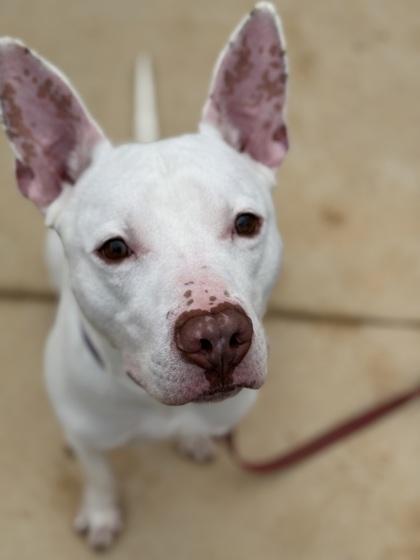 Cloudy (in foster) — thumbnail 3