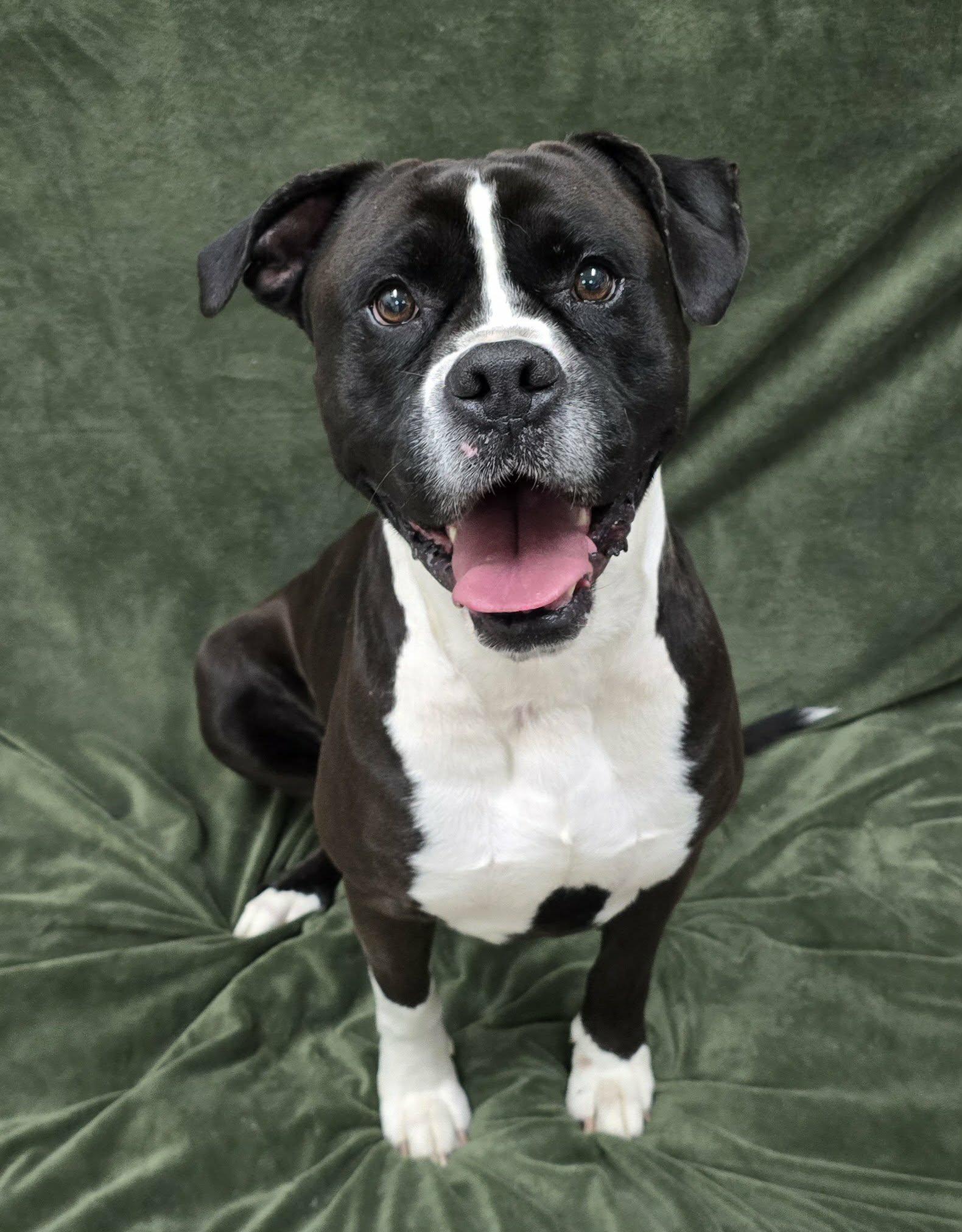 Enlarge Zeus, an adopted mixed breed in Frankfort, IN image 3/4