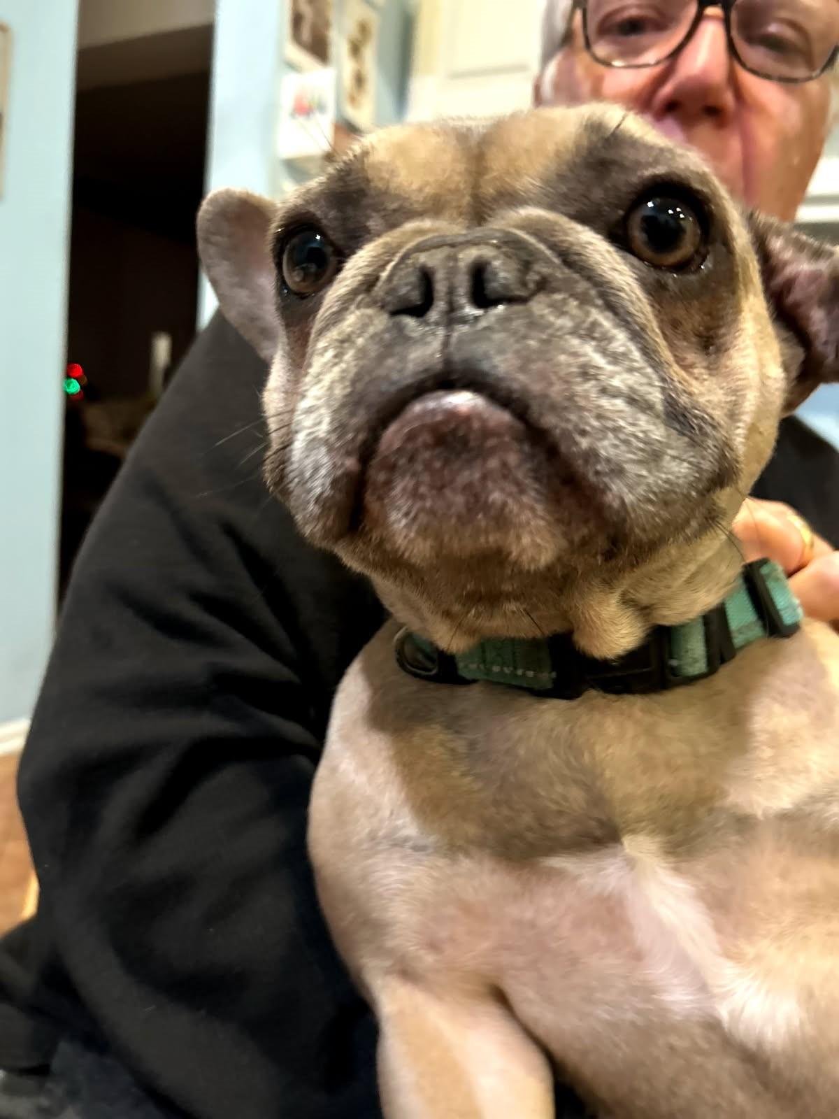 Ellen, Adoptable, Young Female French Bulldog.