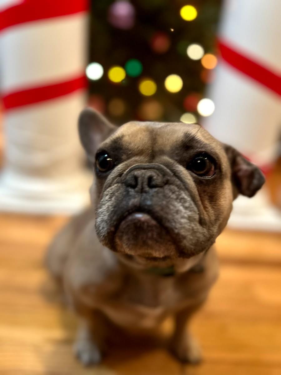 Enlarge Ellen, a Adoptable French Bulldog in Bonneau, SC image 2/2