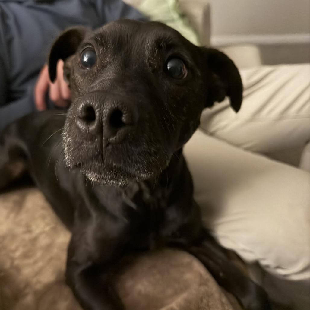 Enlarge Hank, a Adoptable Patterdale Terrier / Fell Terrier in Northville, MI image 1/6