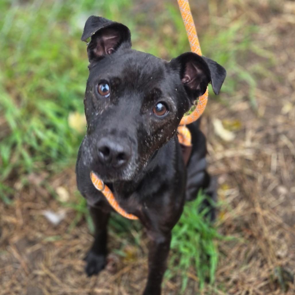 Hank, Adoptable, Adult Male Patterdale Terrier / Fell Terrier.