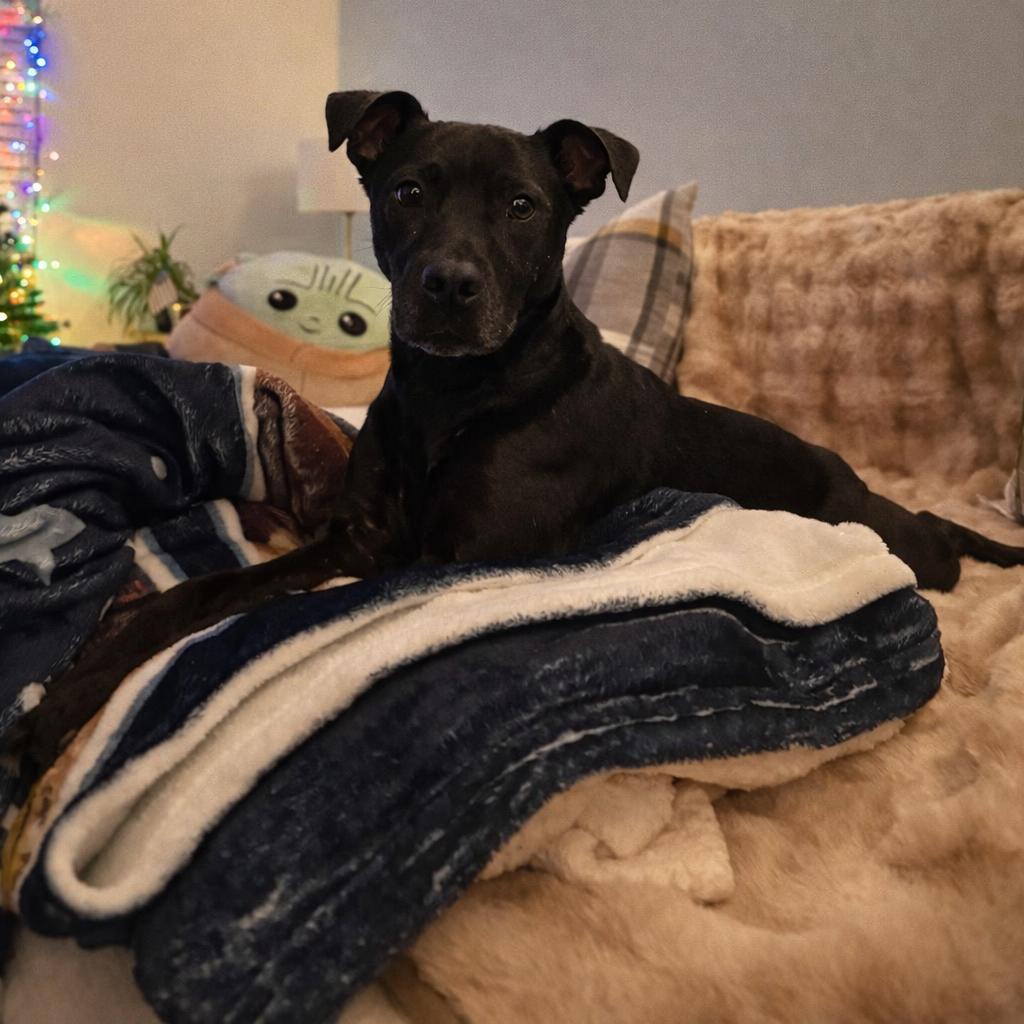 Enlarge Hank, a Adoptable Patterdale Terrier / Fell Terrier in Northville, MI image 2/6