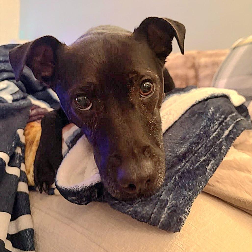 Enlarge Hank, a Adoptable Patterdale Terrier / Fell Terrier in Northville, MI image 2/6