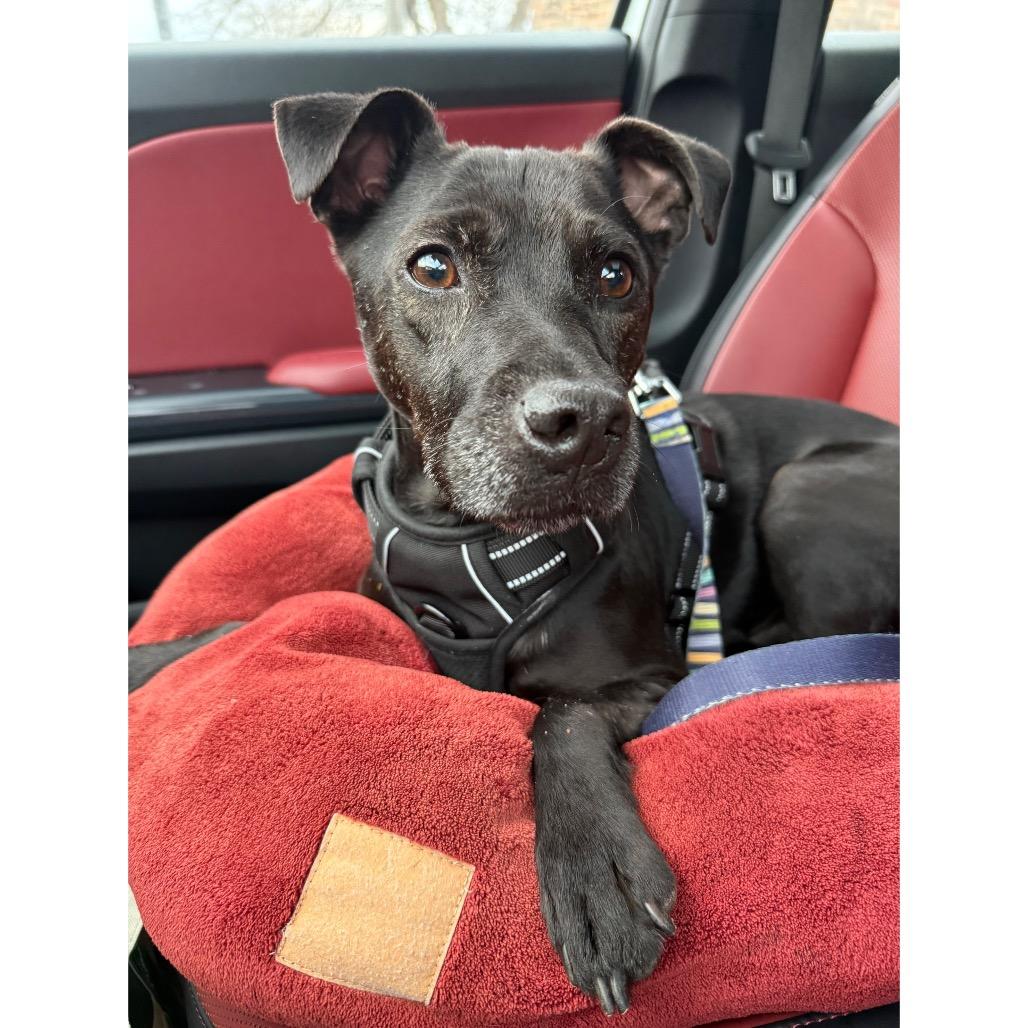 Enlarge Hank, a Adoptable Patterdale Terrier / Fell Terrier in Northville, MI image 3/6