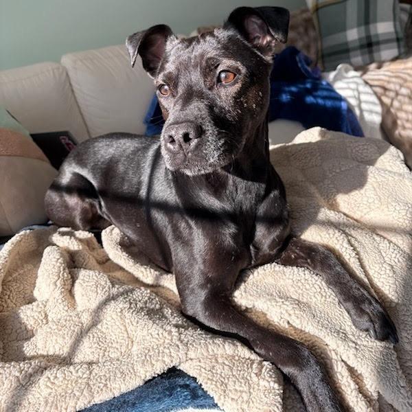 Enlarge Hank, a Adoptable Patterdale Terrier / Fell Terrier in Northville, MI image 4/6