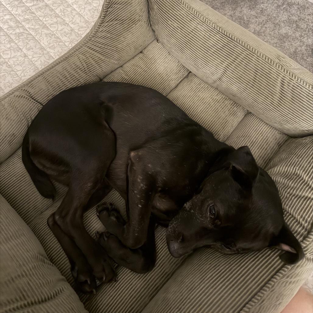 Enlarge Hank, a Adoptable Patterdale Terrier / Fell Terrier in Northville, MI image 5/6