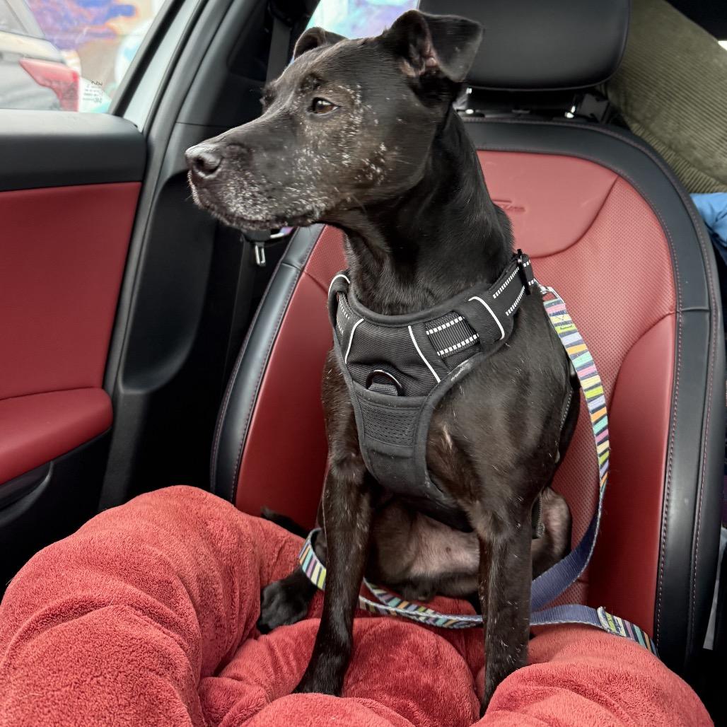 Enlarge Hank, a Adoptable Patterdale Terrier / Fell Terrier in Northville, MI image 6/6