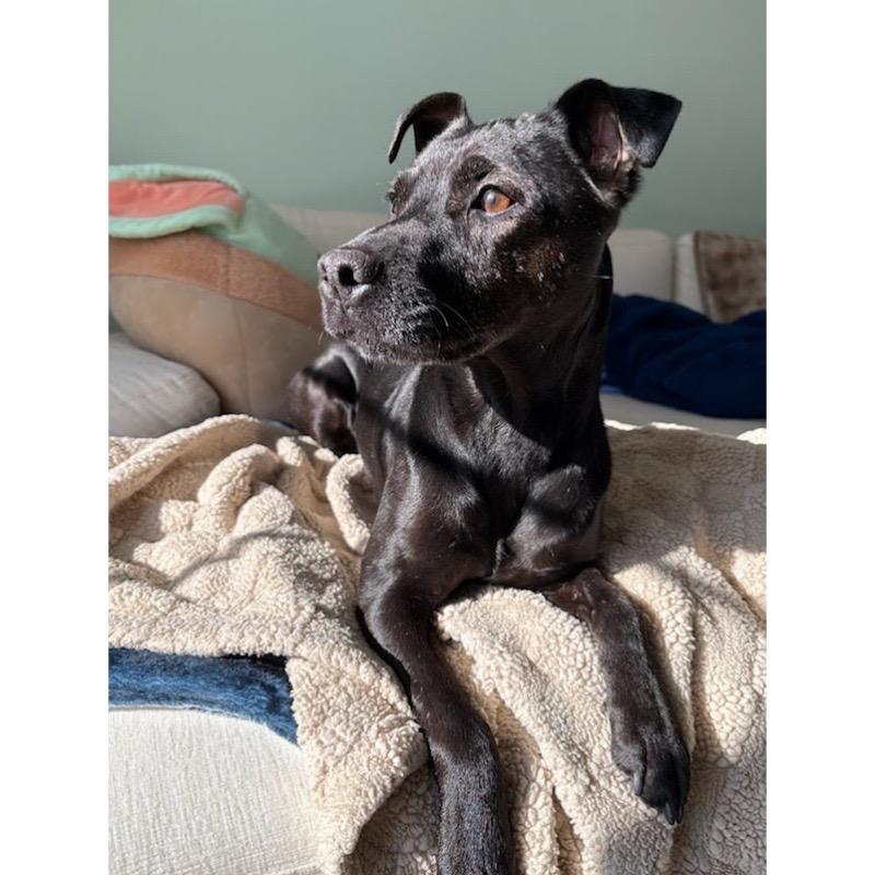 Enlarge Hank, a Adoptable Patterdale Terrier / Fell Terrier in Northville, MI image 6/6