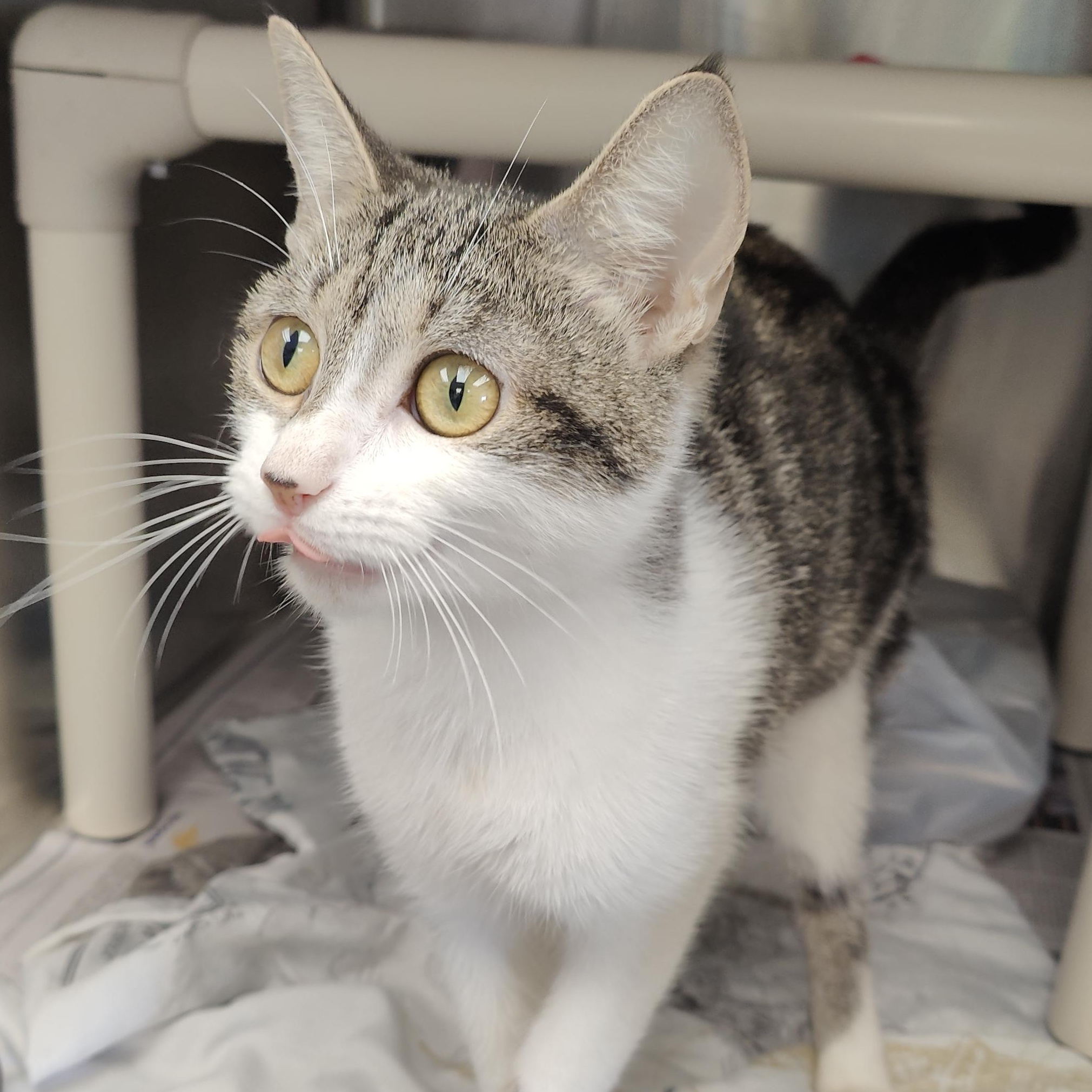 Enlarge Sally, a Adopted Domestic Short Hair in Jersey city, NJ image 2/2