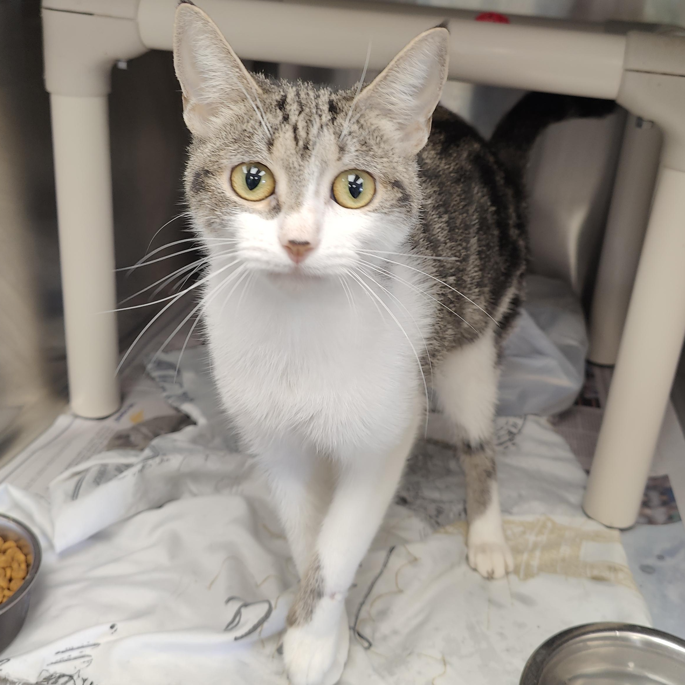 Sally, Adopted, Young Female Domestic Short Hair.