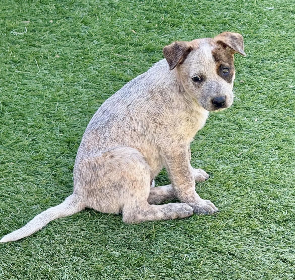 Enlarge Merrill, a ADOPTABLE mixed breed in El Cajon, CA image 1/1