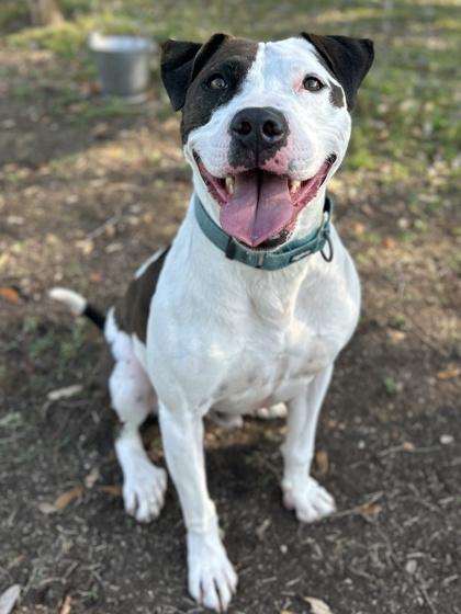 Gemini, Adoptable, Senior Male American Staffordshire Terrier & Mixed Breed.