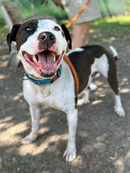 Enlarge Gemini, a Adoptable mixed breed in San Antonio, TX image 2/3