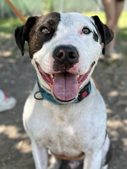 Gemini, Senior Male unknown