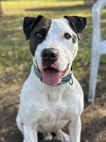 Enlarge Gemini, a Adoptable mixed breed in San Antonio, TX image 3/3