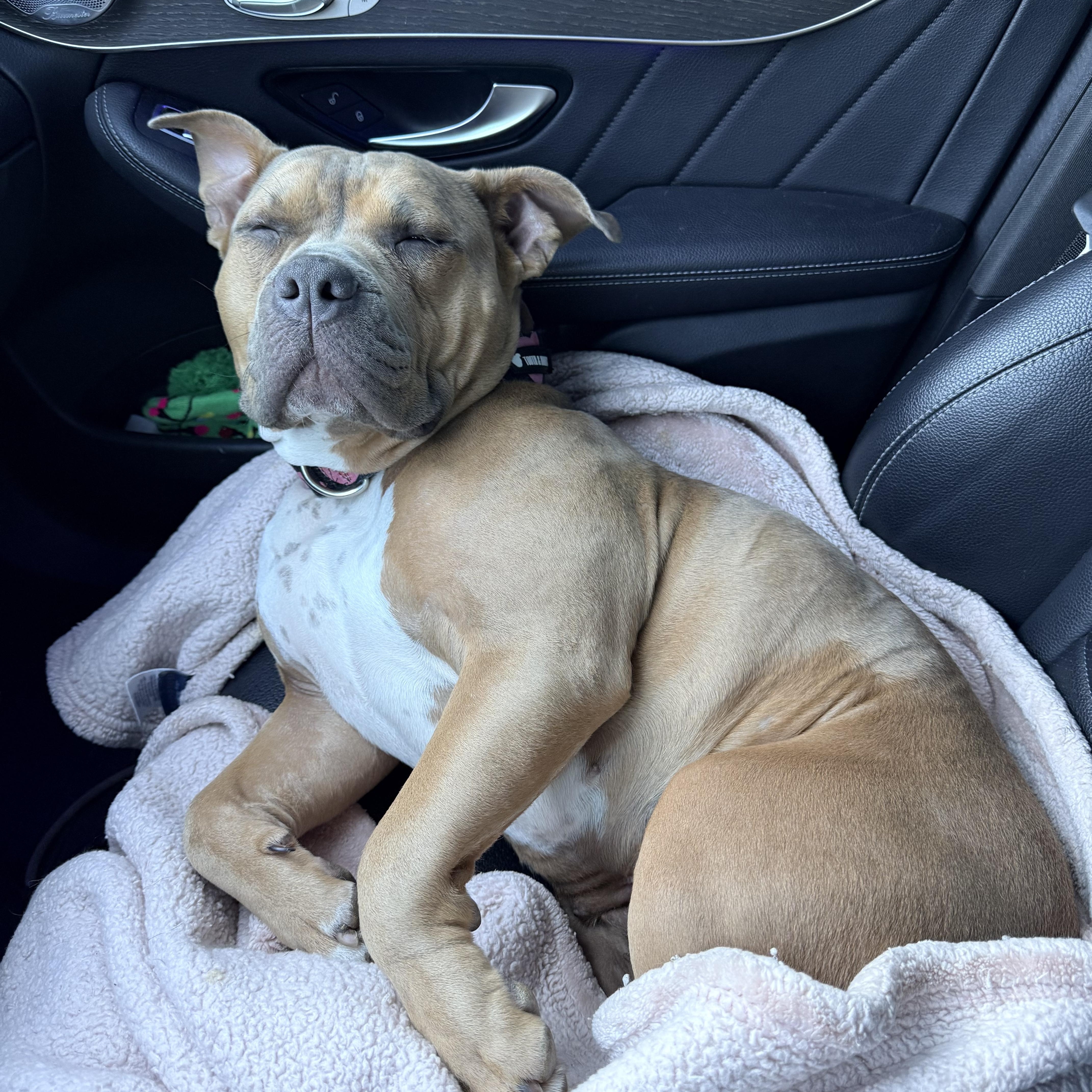 Enlarge Short-Stack, a Adoptable mixed breed in Rochester, NY image 5/6