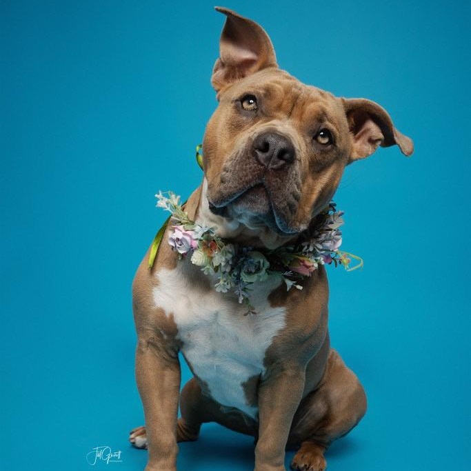 Short-Stack, Adoptable, Adult Female American Staffordshire Terrier.