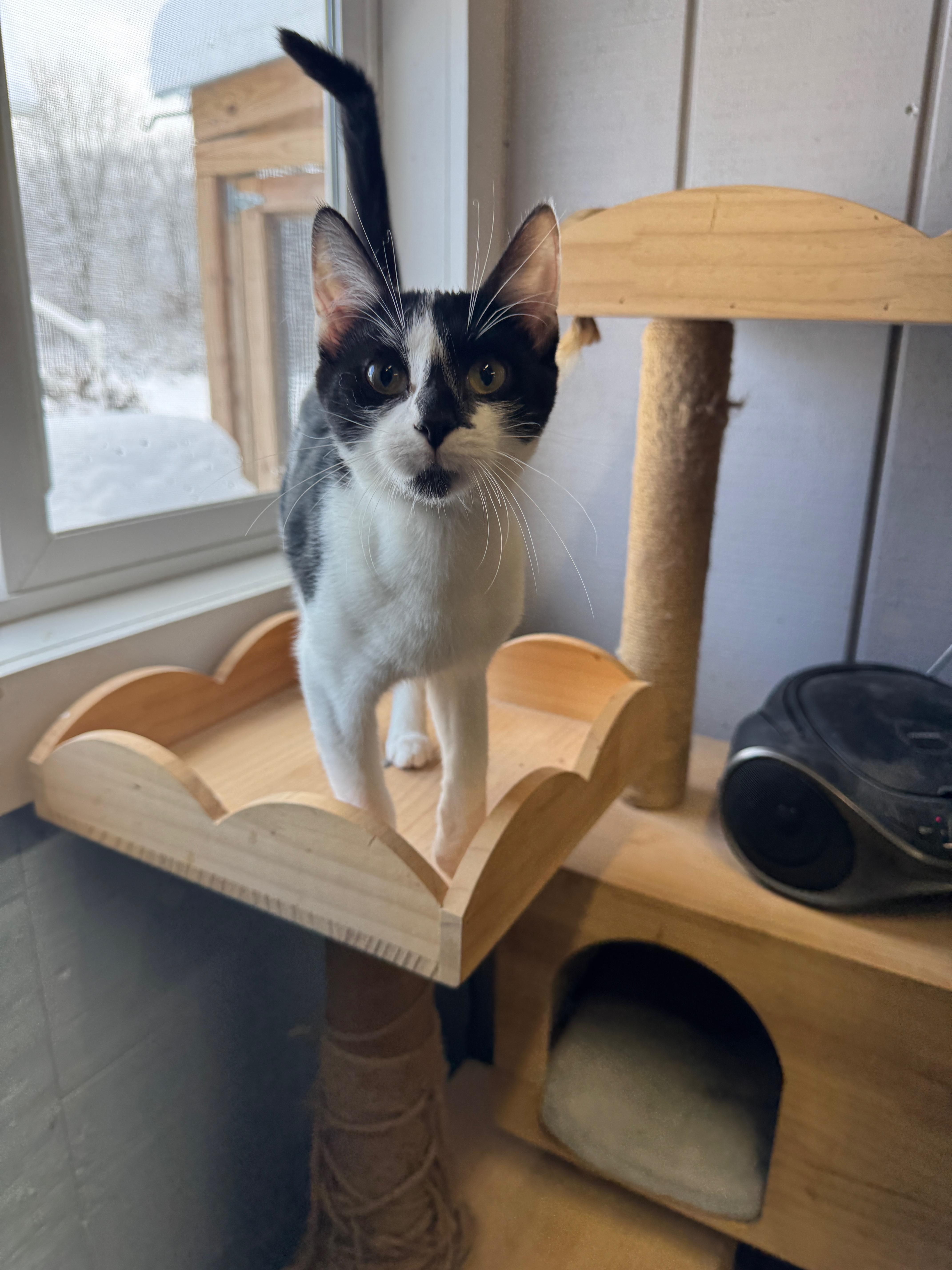 Enlarge Patch, an adoptable Domestic Short Hair in Wayland, MI image 1/1