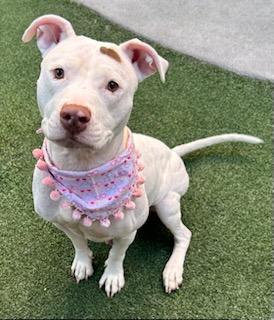 Donna, Adoptable, Adult Female Pit Bull Terrier & Mixed Breed.