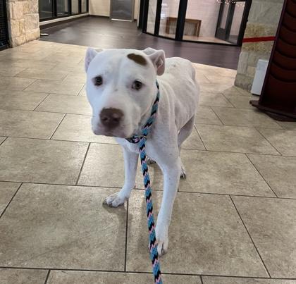 Enlarge Donna, a Adoptable mixed breed in Lewisville, TX image 1/1