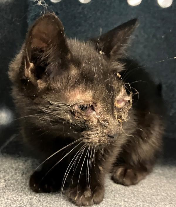 Ketchup, Adoptable, Kitten Male Domestic Short Hair.