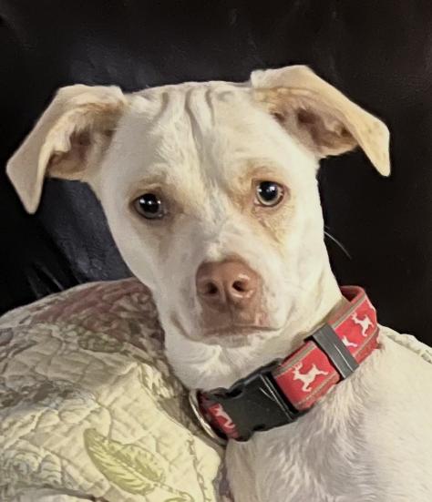 Enlarge Memphis, a Adoptable mixed breed in New Braunfels, TX image 1/2