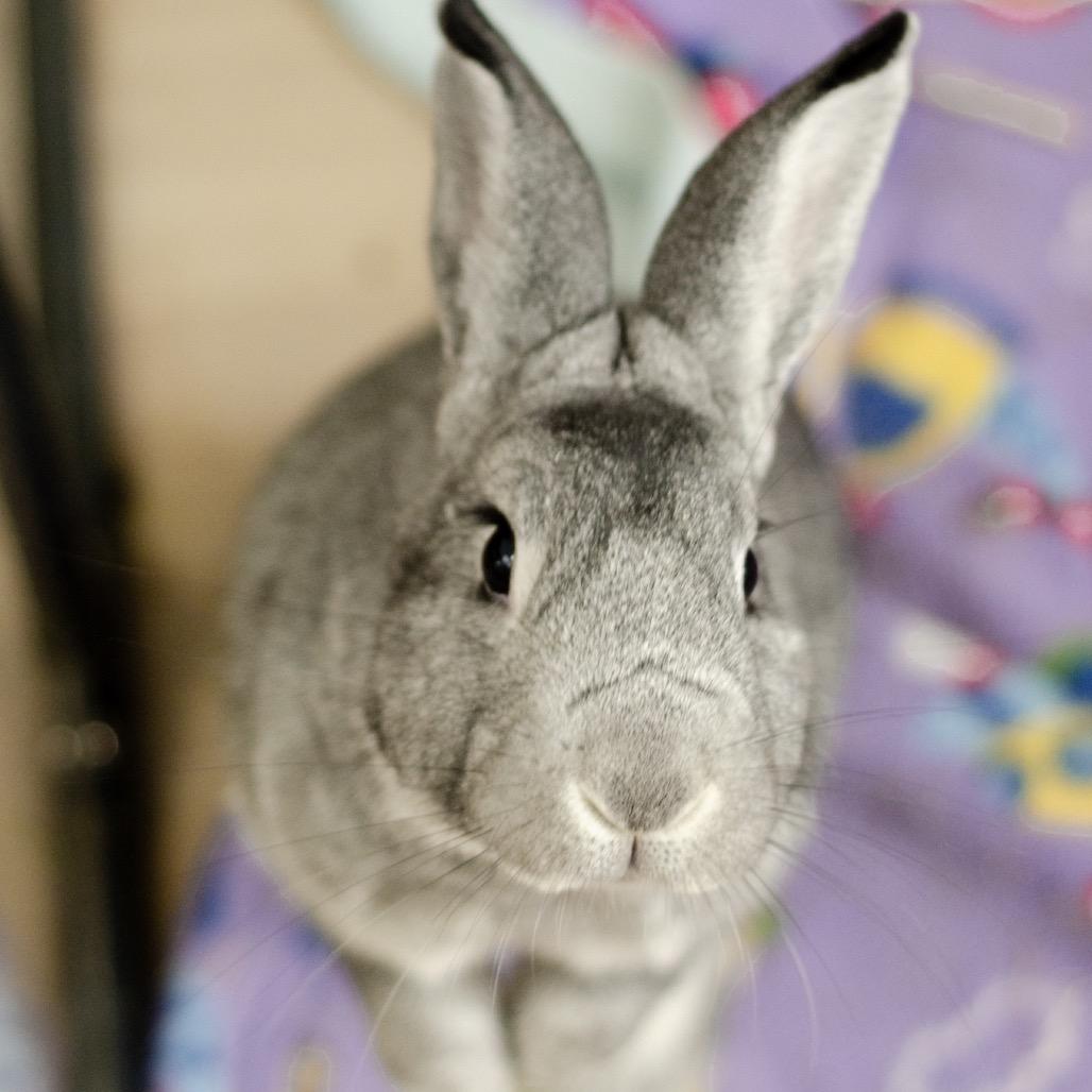 Jack, Adoptable, Adult Male Chinchilla.