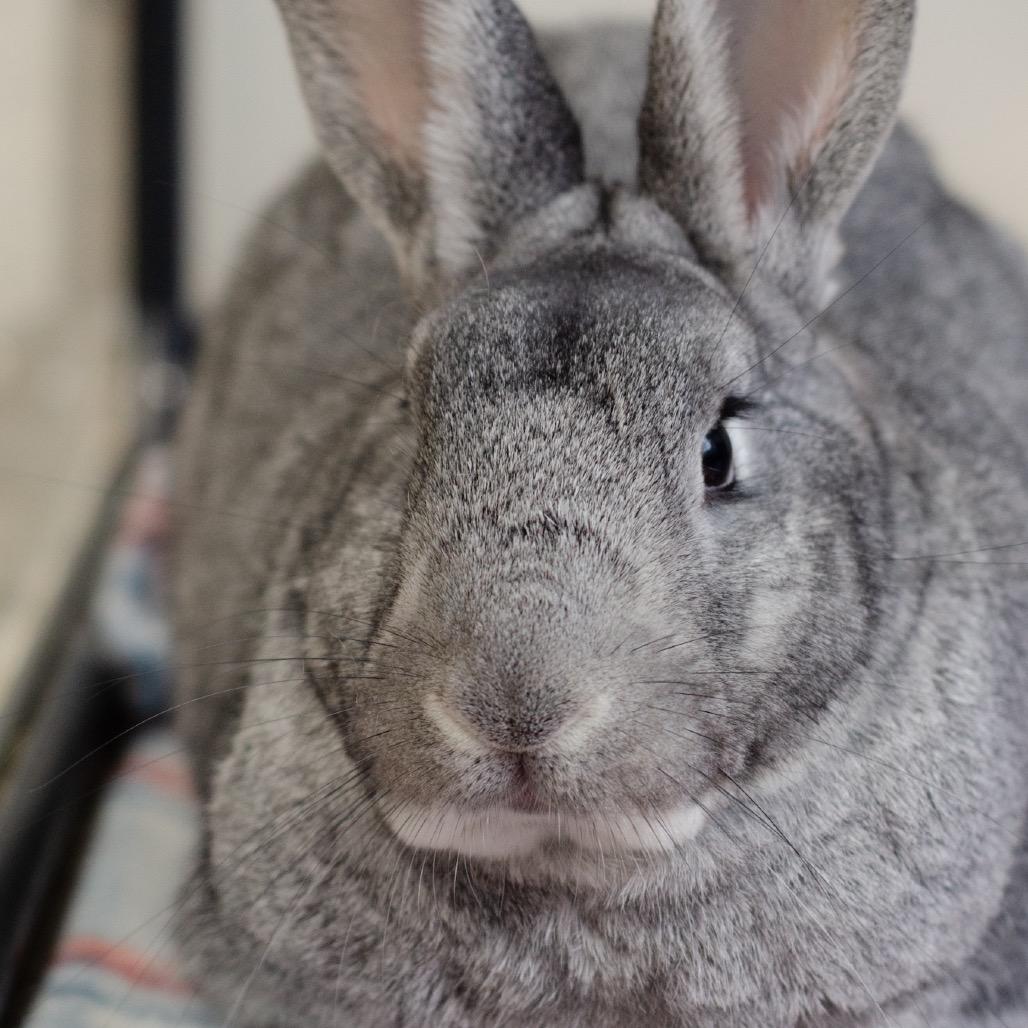 Enlarge Jack, a Adoptable Chinchilla in Kennesaw, GA image 2/4