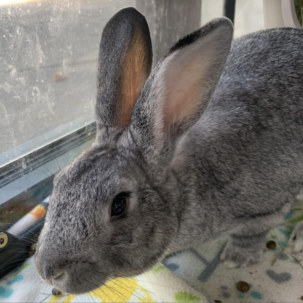 Enlarge Jack, a Adoptable Chinchilla in Kennesaw, GA image 4/4