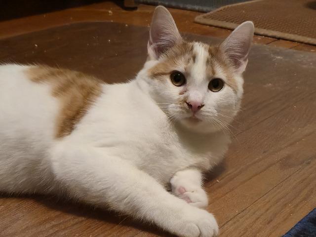 Lester, a Adoptable mixed breed image 1/3