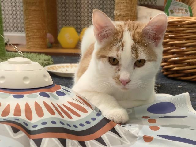 Lester, a Adoptable mixed breed image 3/3