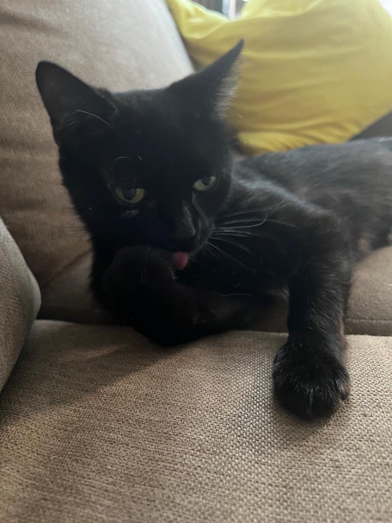 Mimsy, Adoptable, Young Female Domestic Short Hair.