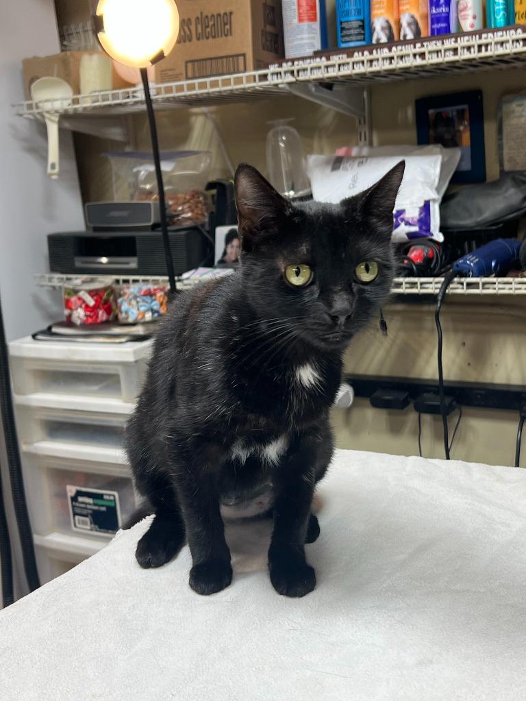 Enlarge Mimsy, a Adoptable mixed breed in New York, NY image 2/6