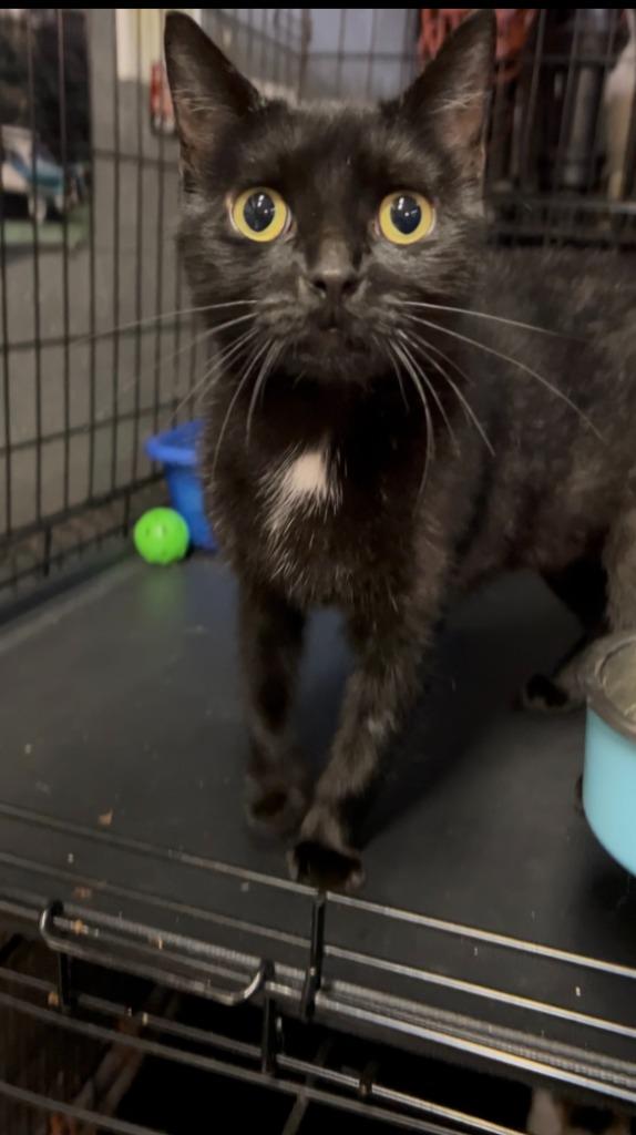 Enlarge Mimsy, a Adoptable mixed breed in New York, NY image 4/6