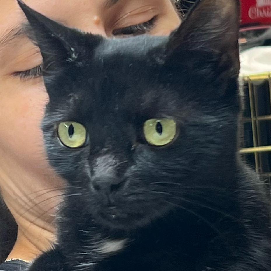Enlarge Mimsy, a Adoptable mixed breed in New York, NY image 4/6