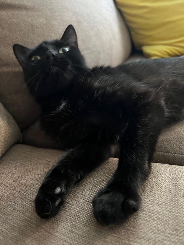 Enlarge Mimsy, a Adoptable mixed breed in New York, NY image 5/6